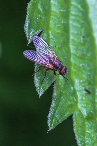 Helina sp.